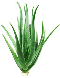 Aloe Vera Aloe Vera