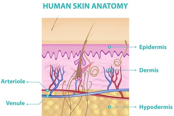 Better than Botox, The injection free solution to younger looking skin. Soothe and hydrate your skin with Jivesse's Marine Collagen Product. The Jivesse's product will help you to rid the epidermis, The dermis and the subcutaneous tissue and all kind of skin problems.Collagen is a fibrous protein that forms the extracellular fibres in almost all tissues of the body.