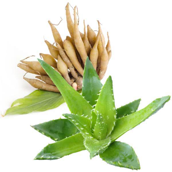 The Jivesse Product range has numerous essential plant extracts that provide a natural form of benefits. Jivesse Elixir that you will also find Aloe Vera plant extract. Being high in vitamins and minerals such as Vitamin A, B12 & E, Magnesium and Zinc, Aloe vera is a versatile skin remedy that is used in the nutricosmetic world.