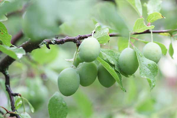 The Jivesse Marine Collagen Product included with Kakadu Plum it has contains the largest amount of Vitamin C found in any Plant. As well as protecting the skin against free radicals, Vitamin C aids the growth of cells and blood vessels and contributes to the strength and firmness of the skin.